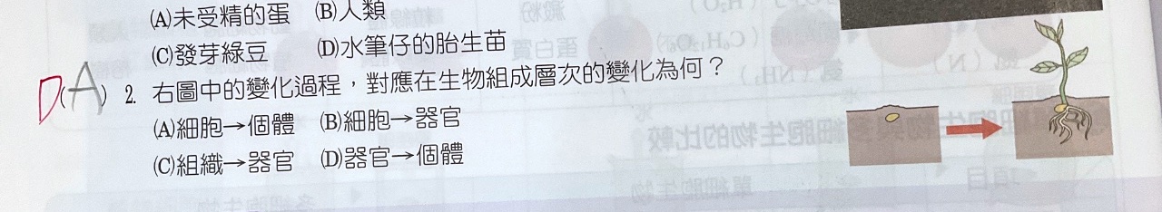 原始作答