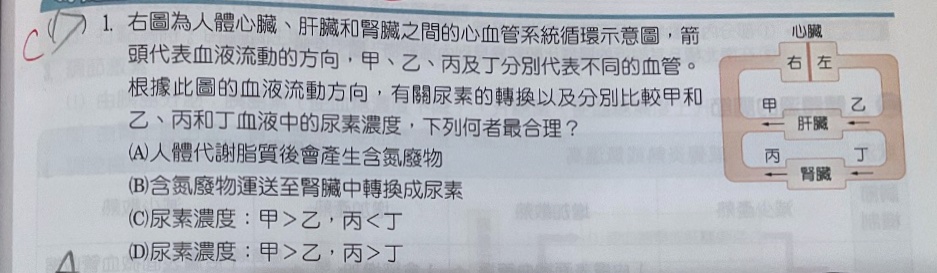 原始作答