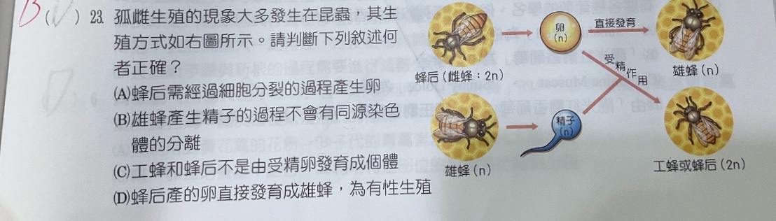 原始作答