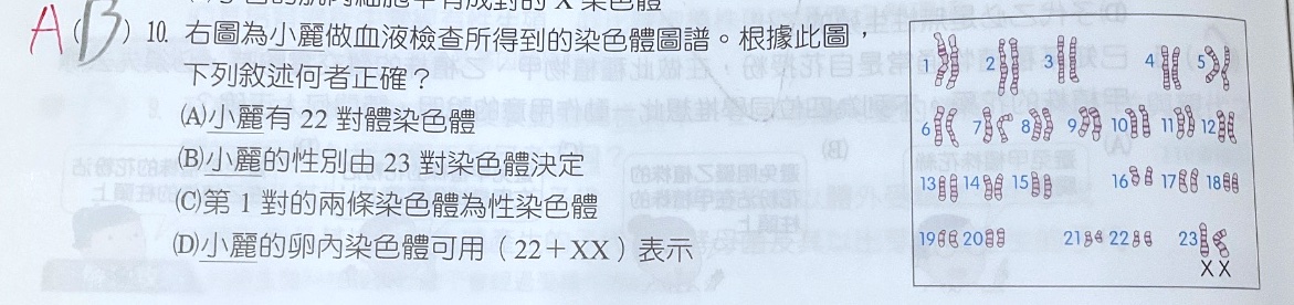 原始作答