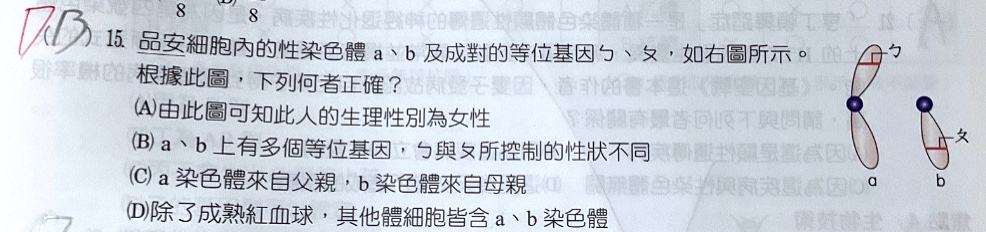 原始作答