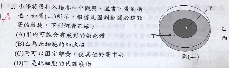 原始作答